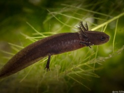 Chinese Fire-Belly Newts Have Had Offspring